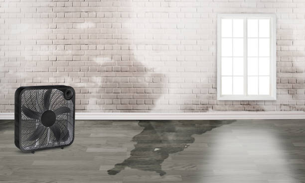 Best Mold removal after water damage  in Big Stone Gap, VA
